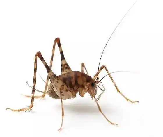 灶神的坐骑灶台上吃碎屑的灶马全文高能虫恐慎入