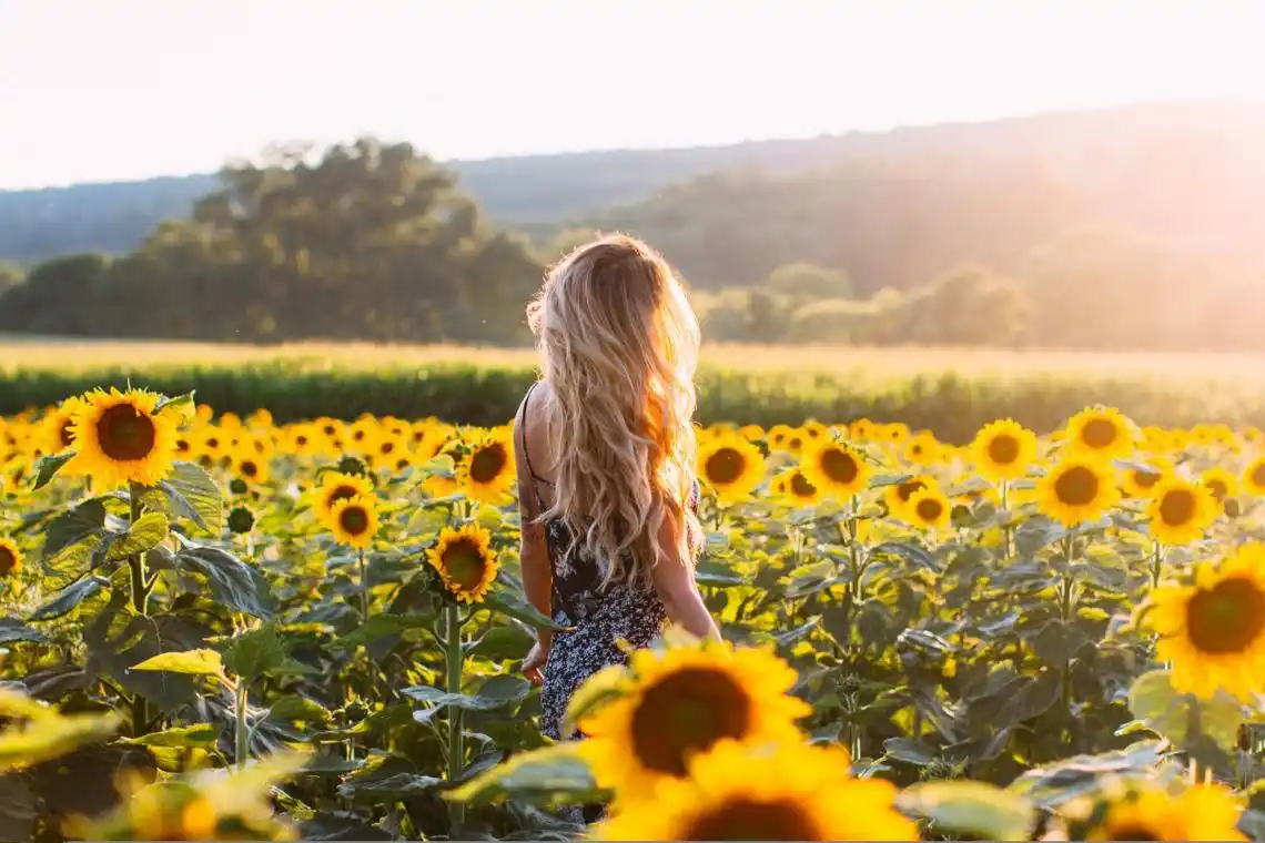 向日葵花海美女背影4k图片图片
