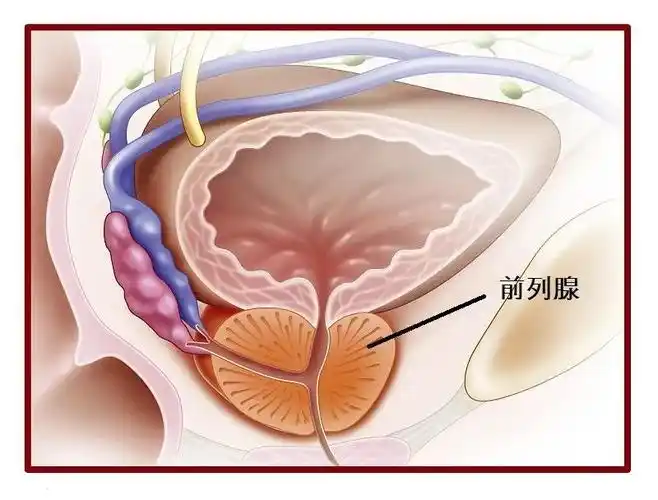前列腺是男性所特有的隐藏在盆腔深处的腺体,正常大小前后径,上下径