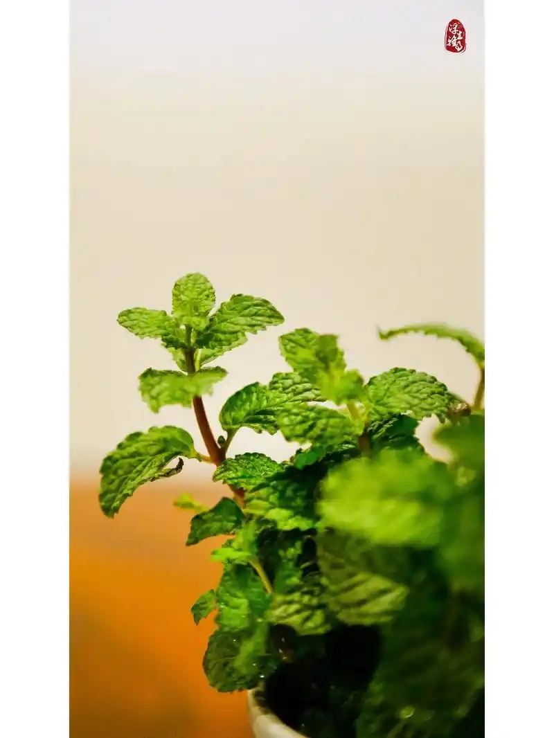 每日识花.每日识花 93清新怡人的薄荷 花语:美德,愿与你再 - 抖音