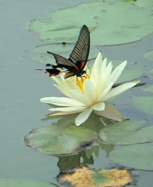 蜻蜓●蝴蝶●睡莲