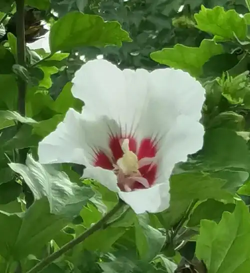 分享几朵白色的木槿花,提振快乐的好心情!