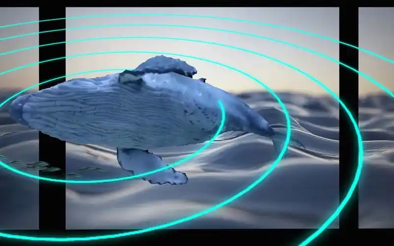 特效裸眼3d鲸鱼