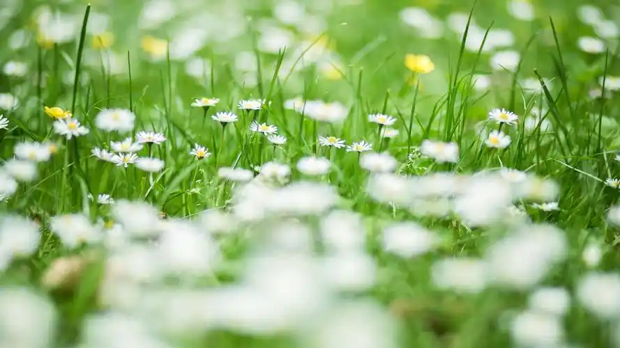 清新淡雅小雏菊图片电脑壁纸