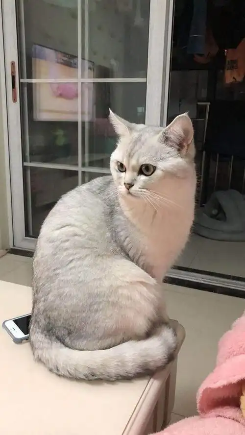 大家的银渐层都长什么样子?