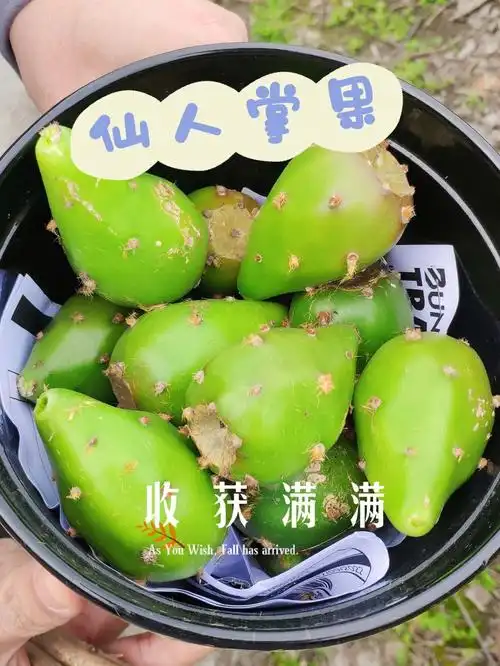 又是收获满满的一天仙人掌果