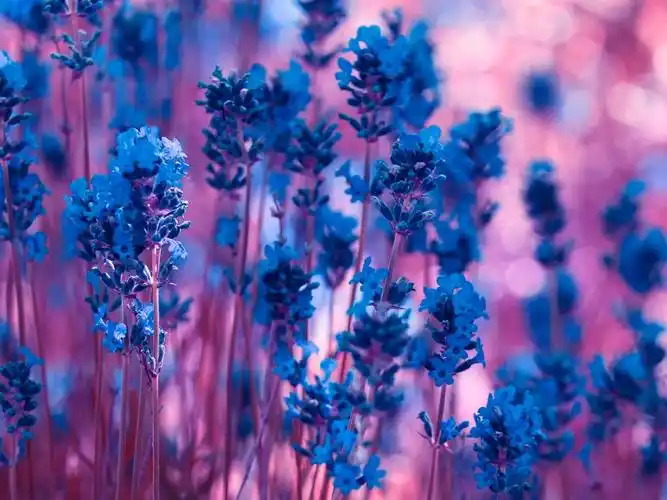 描述: 薰衣草花微距-高清宽屏壁纸 当前壁纸尺寸: 1280 x 960