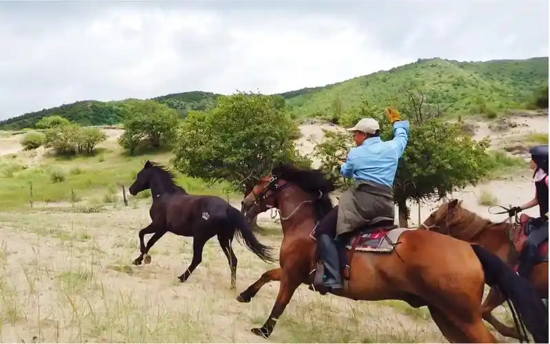 有一匹走马叫"大山字"