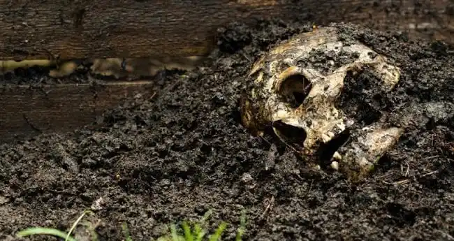 世界上最恐怖的五大尸体农场,看着都瘆的慌