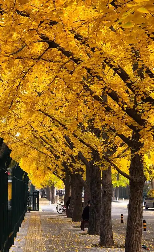 壁纸|美丽的秋季风景图