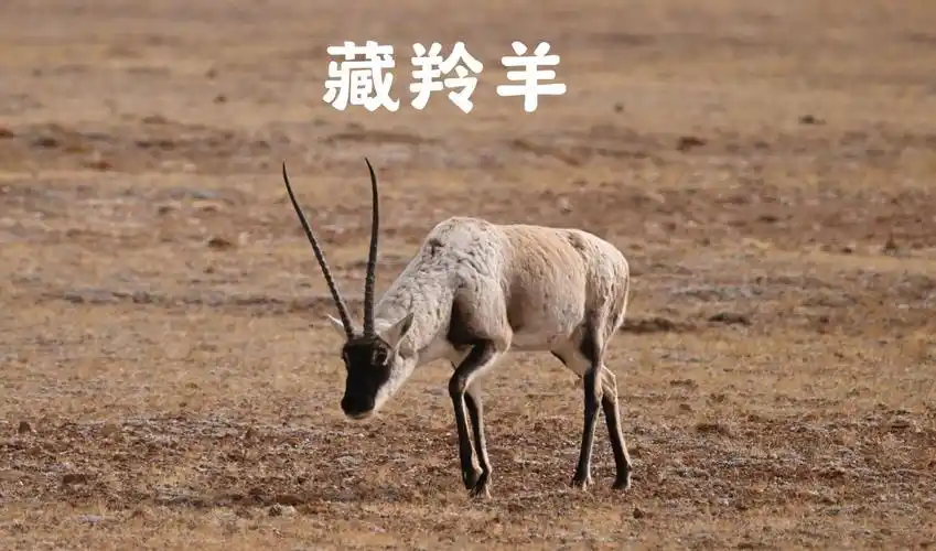 阿里北线|偶遇一群追逐打闹的藏羚羊