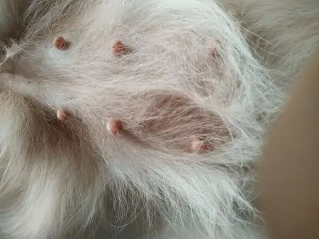 不小心狗狗怀孕了这几天才发现请问看图片狗狗现在大概几周了