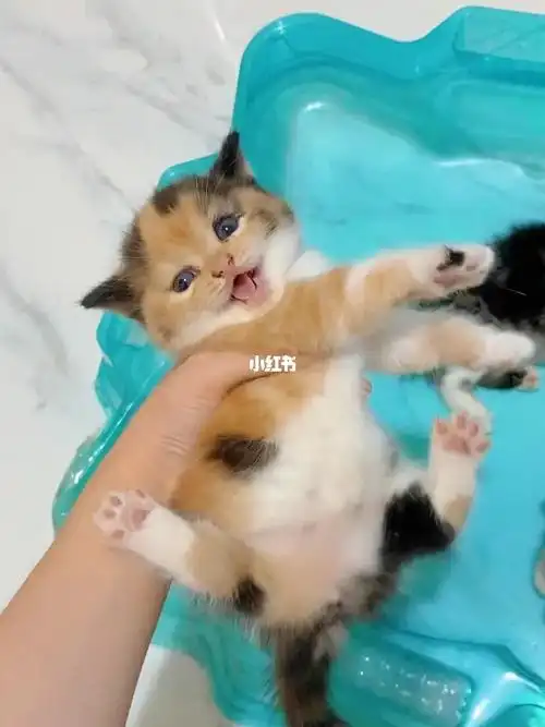 加菲和美短的混血宝宝长这样啊啊啊啊