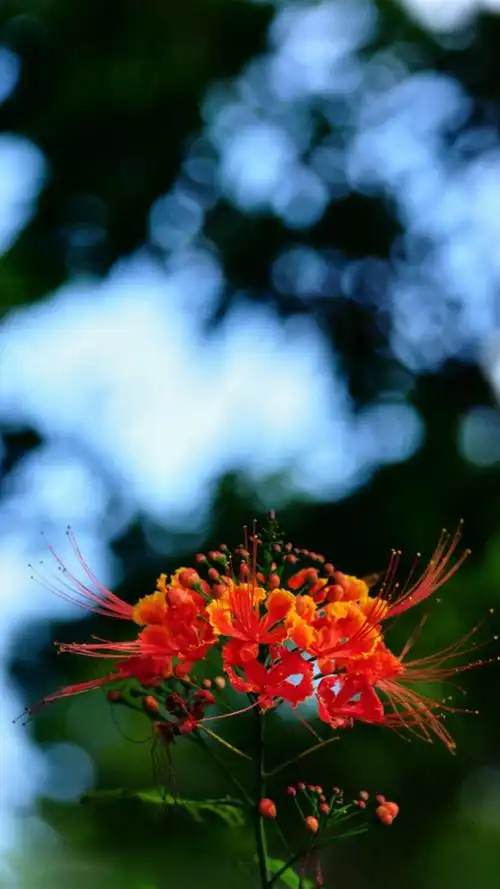 清新彼岸花锁屏,高清图片,手机锁屏桌面-壁纸族