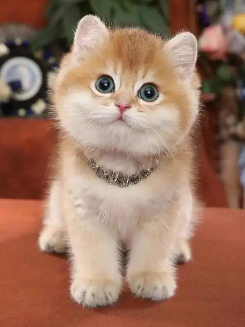 1号英短金渐层英短金影猫弟弟