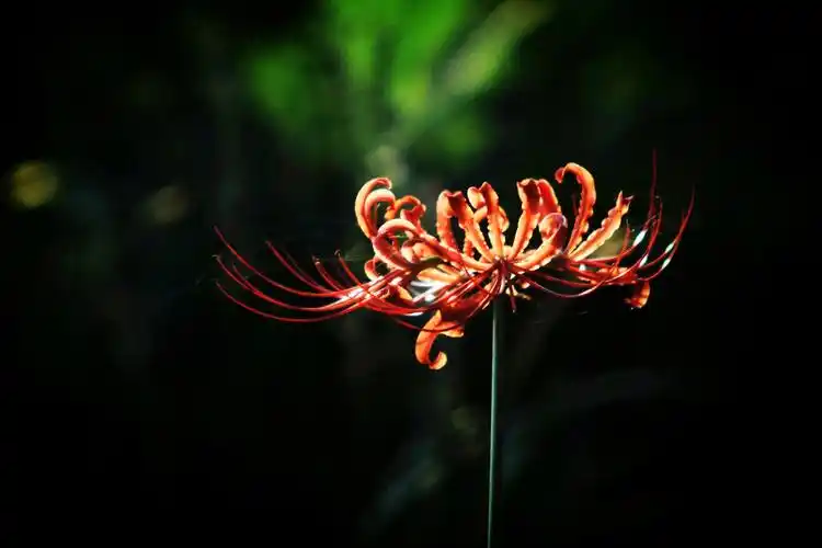 无尽的思念,绝望的爱情——彼岸花