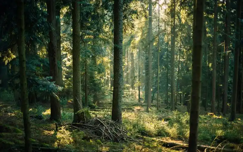 电脑壁纸 风景 密林深处