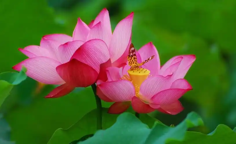 红蕾初绽笑客来,夏日荷花采风0719期