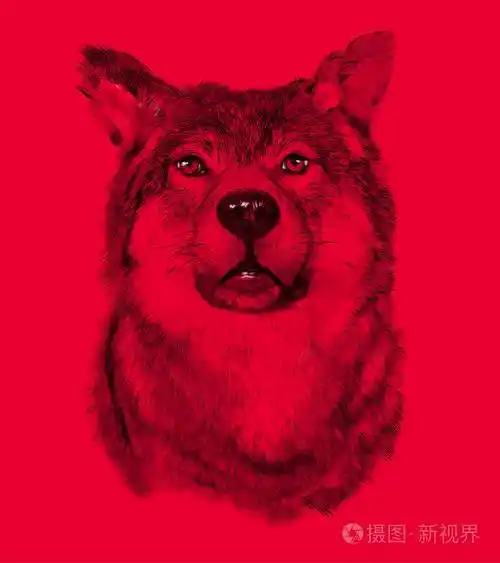 红色背景上的狼绘制素描样式的插图