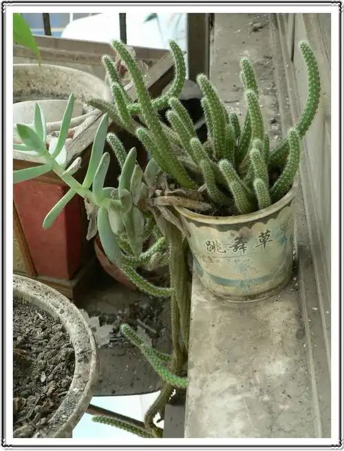 孤鹰★蕴星阁 - 孤鹰 - 网易博客