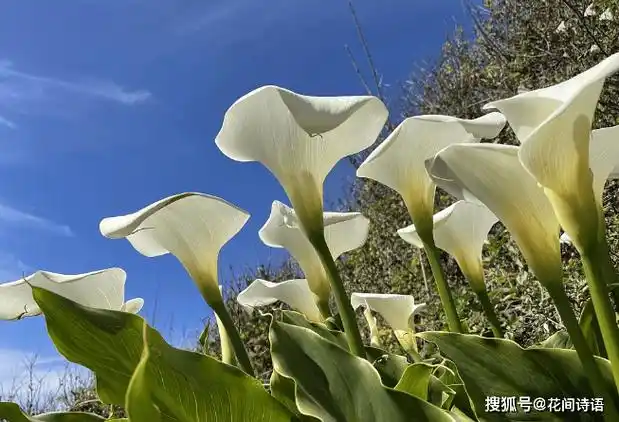 这10种名字中带动物的花卉,花名有趣,奇特别致,你见过几种?
