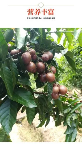 紫肉黄皮 嫁接 黄皮果树苗 苗圃批发 南北方种植 紫色黄皮 水果苗
