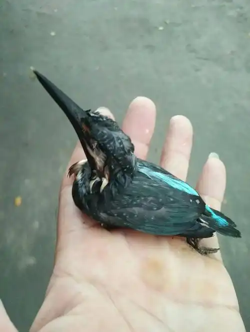 河边捞起一只翠鸟幼崽.