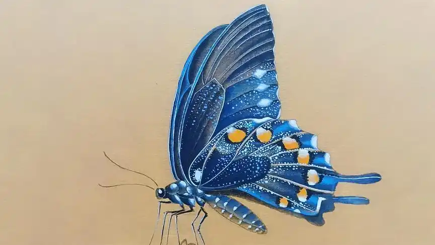 工笔蓝色蝴蝶技法讲解 怎样画出亮晶晶的效果