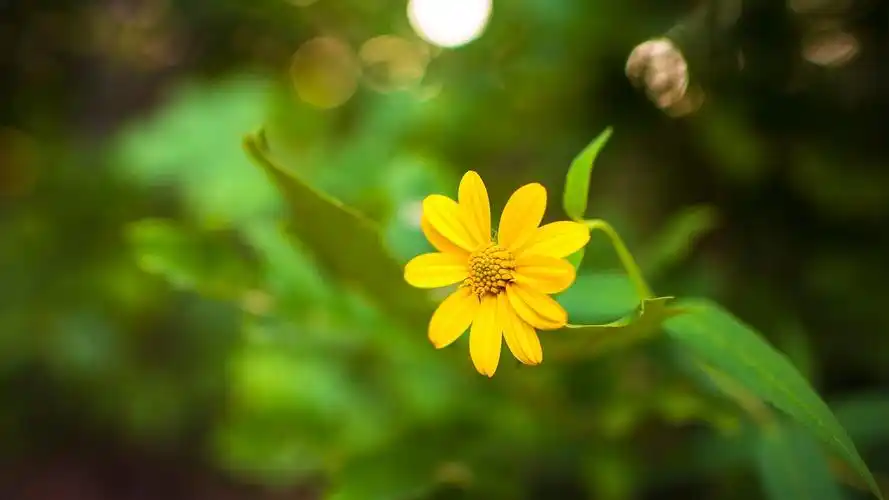 护眼壁纸【310】壁纸是一款电脑壁纸,属于小清新分类