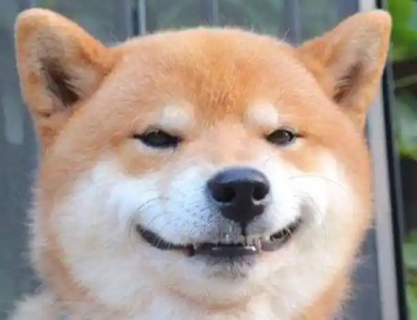 柴犬:对人笑容甜美,对其他狗狗它可没这么客气_照片_网络_基因