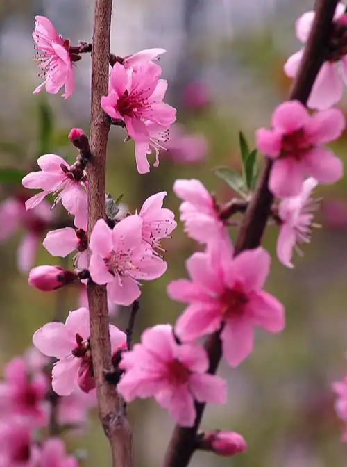 小区桃花始盛开