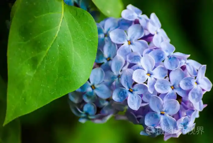 在绿色的树叶蓝丁香