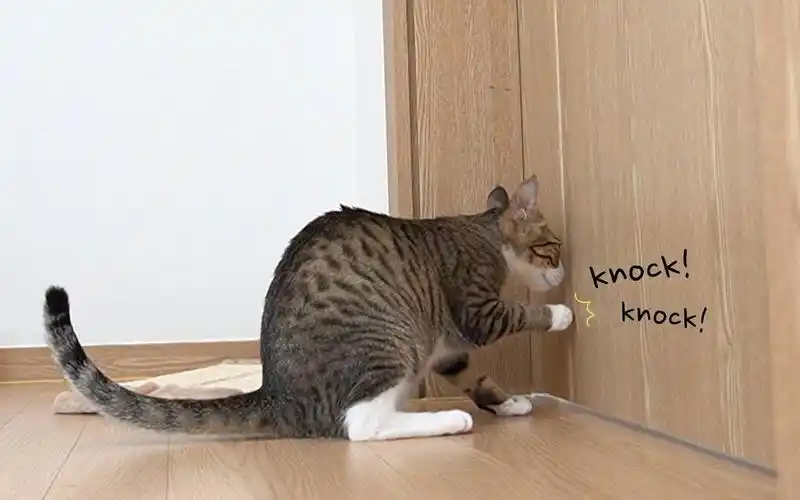 小猫敲门各种卖萌