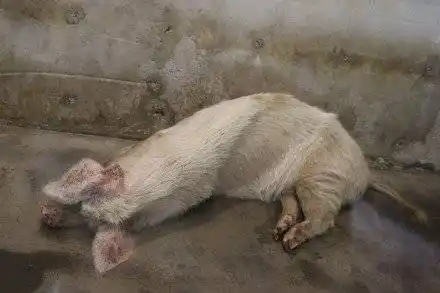 还记得汶川地震废墟中救出的"猪坚强"么?它可能要走了