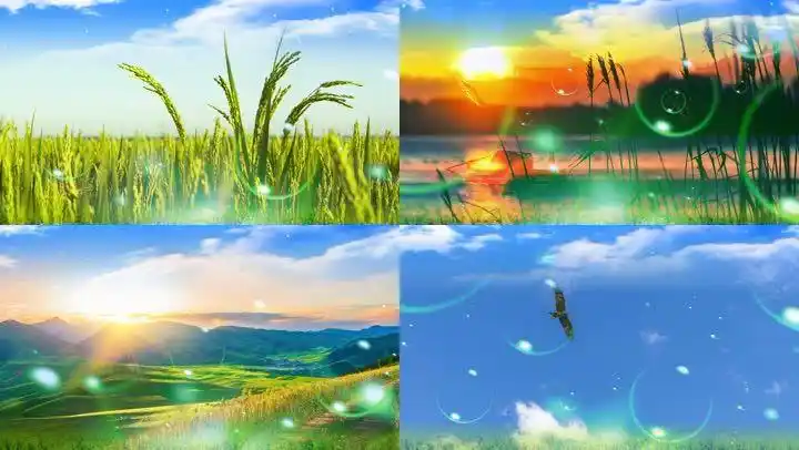 田野-少儿合唱歌曲_1920x1080_高清视频素材下载(编号:5313844)_舞台