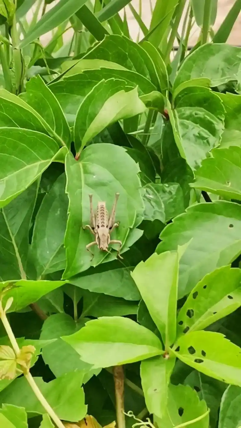这个是山西的蚰子(蝈蝈)是草灰色,山东的是绿色. - 抖音