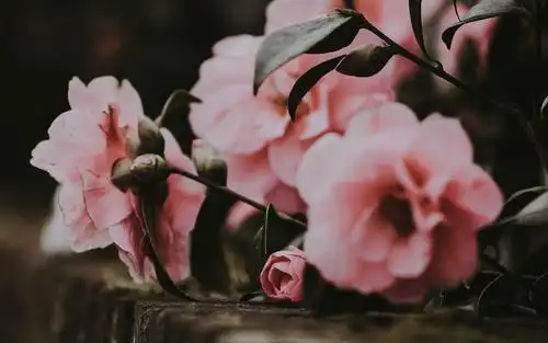 迷人的花朵风光摄影,鲜花-回车桌面