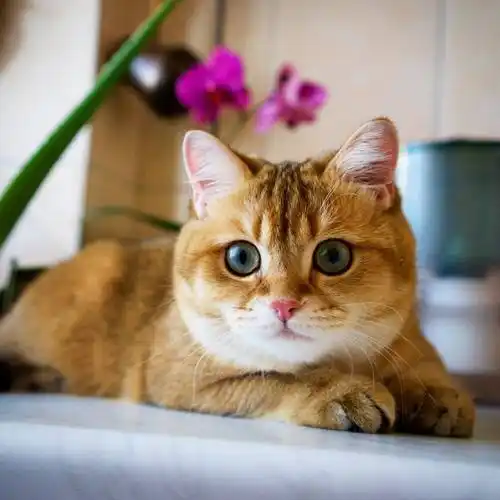 金渐层英短猫呆萌可爱又霸气又漂亮