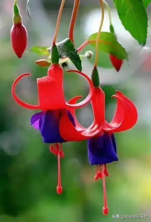 世界上最美的倒挂金钟花