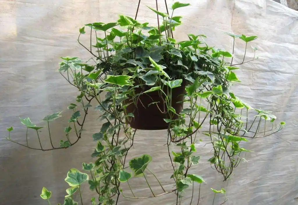 新房入住半年还有甲醛?聪明人都养这几种植物,难怪身体住健康