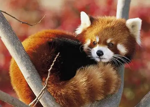 世界上最可爱的动物都有哪些