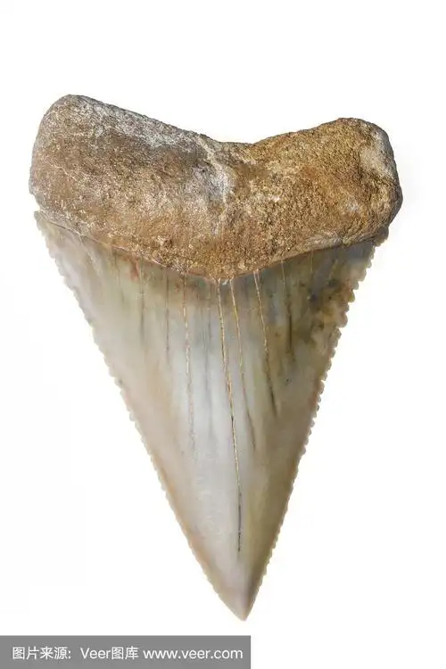 史前大白鲨的牙齿