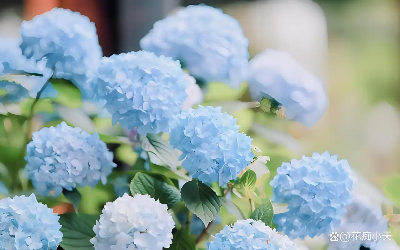 绣球花:赏心悦目,色彩魔法,探索你的私人花园梦幻之选