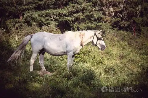 漂亮的白马驰骋在领域中秋天