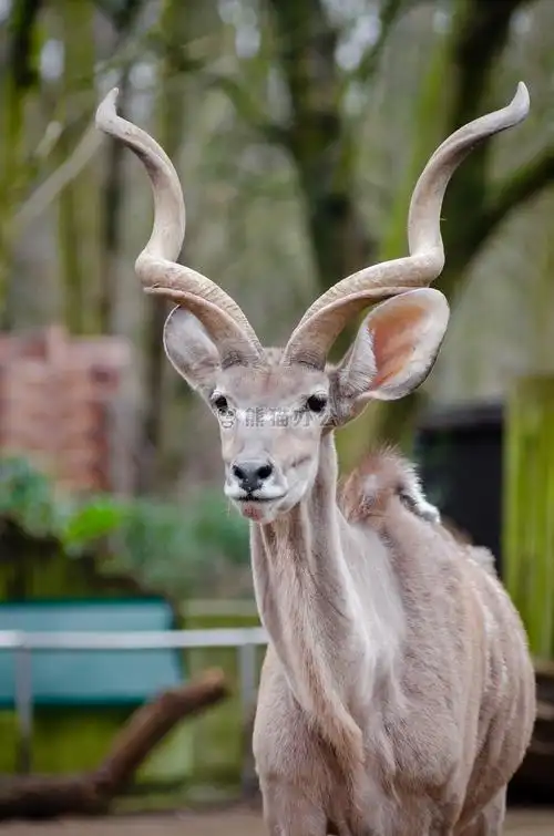 动物羚羊可爱的