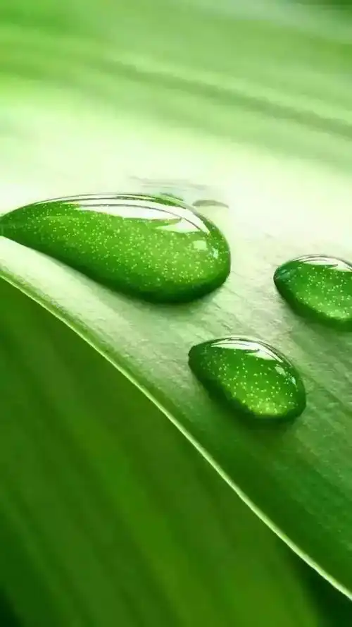 高清微信护眼图,选1张当聊天背景图吧!(附24首养生音乐)