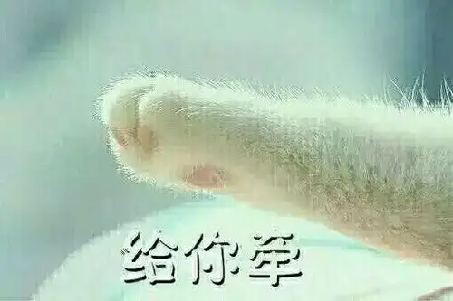 猫牵手表情包