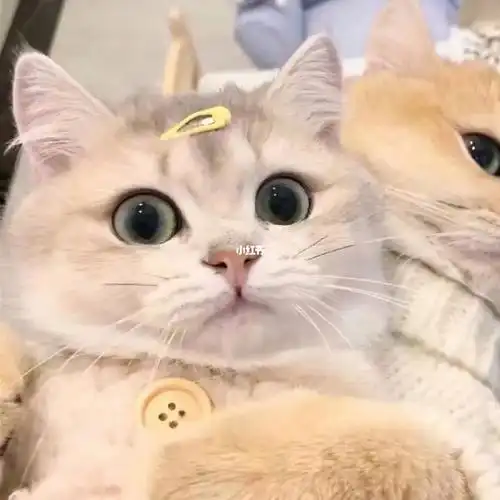 猫情侣头像