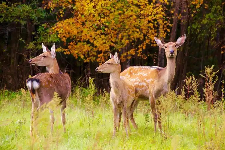 桃源湖森林动物园中的梅花鹿.