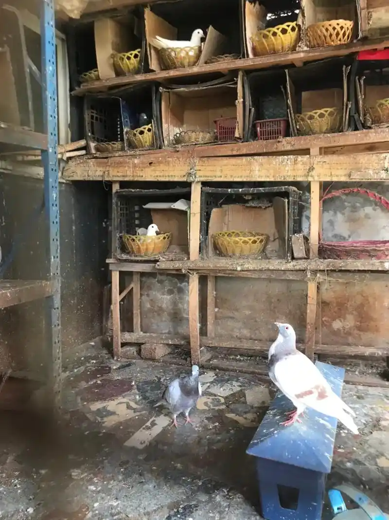 楼顶自建鸽舍从怀宝宝那年家里就开始养鸽子四年了据说鸽子是记忆力最